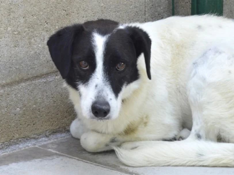 IZA, female 5yo Mixed Breed for adoption at ACUNR - Animales Con Un Nuevo Rumbo