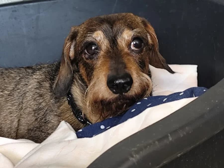 PEPE, male senior Dachshund for adoption at ACUNR - Animales Con Un Nuevo Rumbo