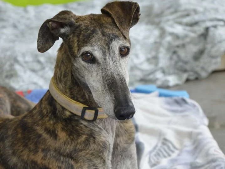 KALMA, female 6yo Galgo Español for adoption at ACUNR - Animales Con Un Nuevo Rumbo