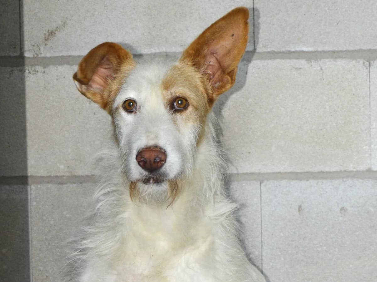 NIMERIA, female 6yo Podenco for adoption at ACUNR - Animales Con Un Nuevo Rumbo