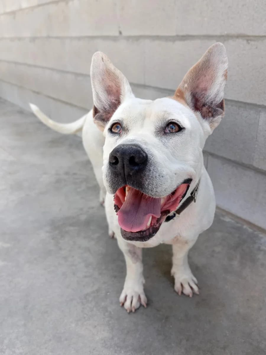 MATILDE, female young American Staffordshire Terrier for adoption at ACUNR - Animales Con Un Nuevo Rumbo