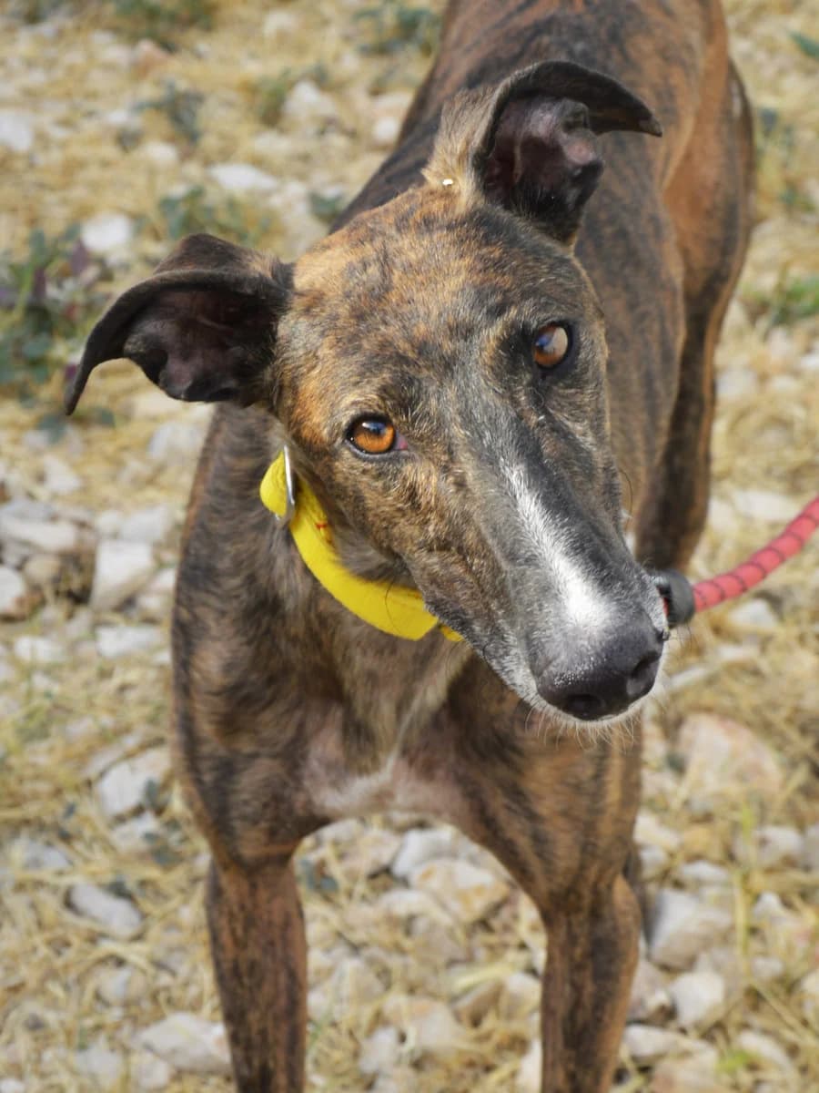 TRUQUE, male 5yo Galgo Español for adoption at ACUNR - Animales Con Un Nuevo Rumbo