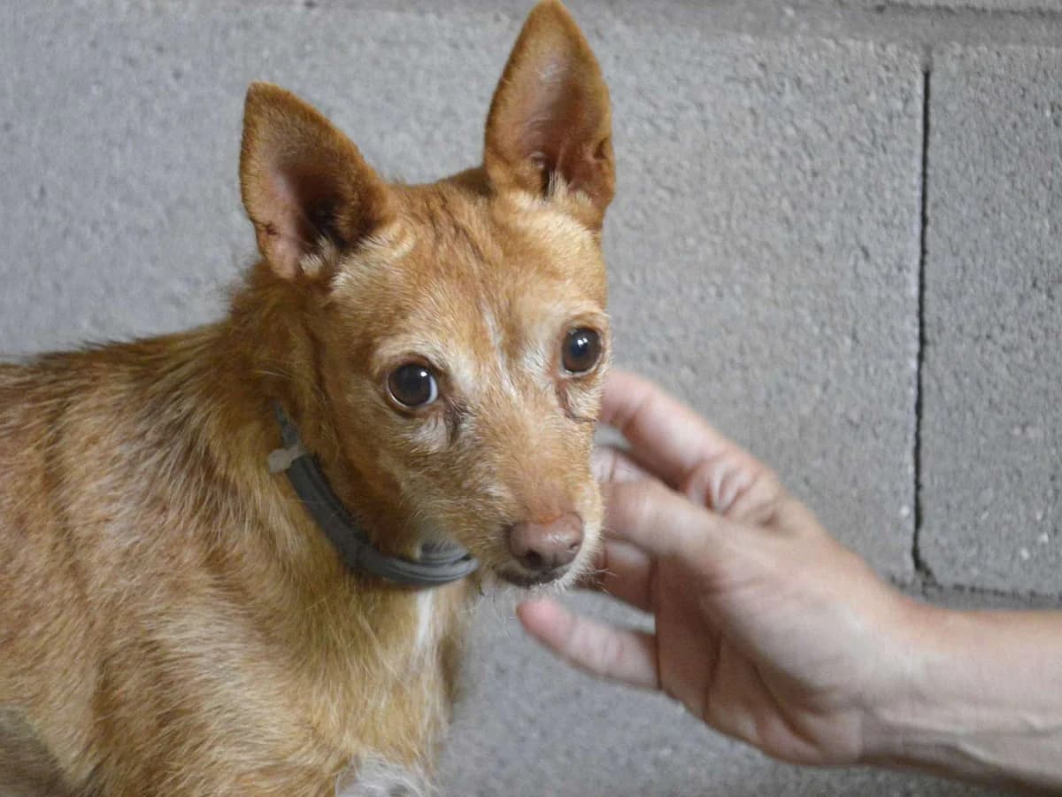 VIVA, female senior Podenco for adoption at ACUNR - Animales Con Un Nuevo Rumbo