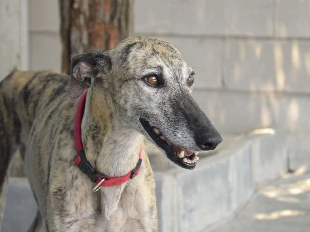 ODA, female 6yo Galgo Español for adoption at ACUNR - Animales Con Un Nuevo Rumbo