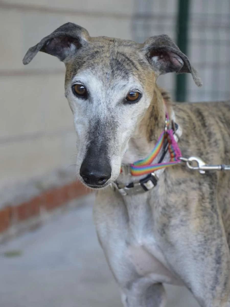 CLARA, female puppy Galgo Español for adoption at ACUNR - Animales Con Un Nuevo Rumbo