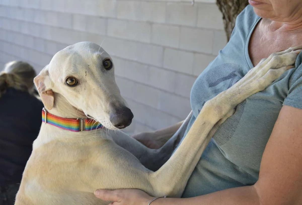 TALA, female 4yo Galgo Español for adoption at ACUNR - Animales Con Un Nuevo Rumbo