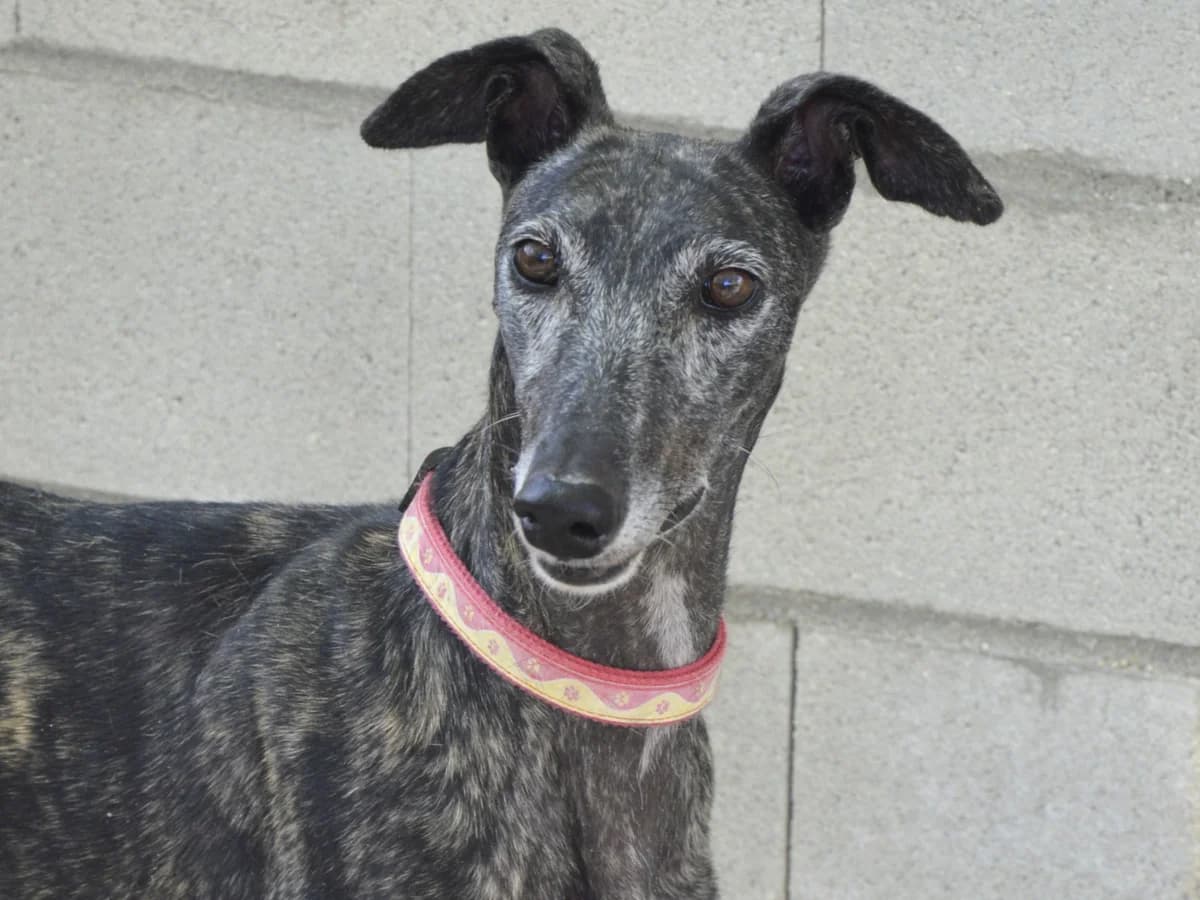 ESTRELLA, female 6yo Galgo Español for adoption at ACUNR - Animales Con Un Nuevo Rumbo