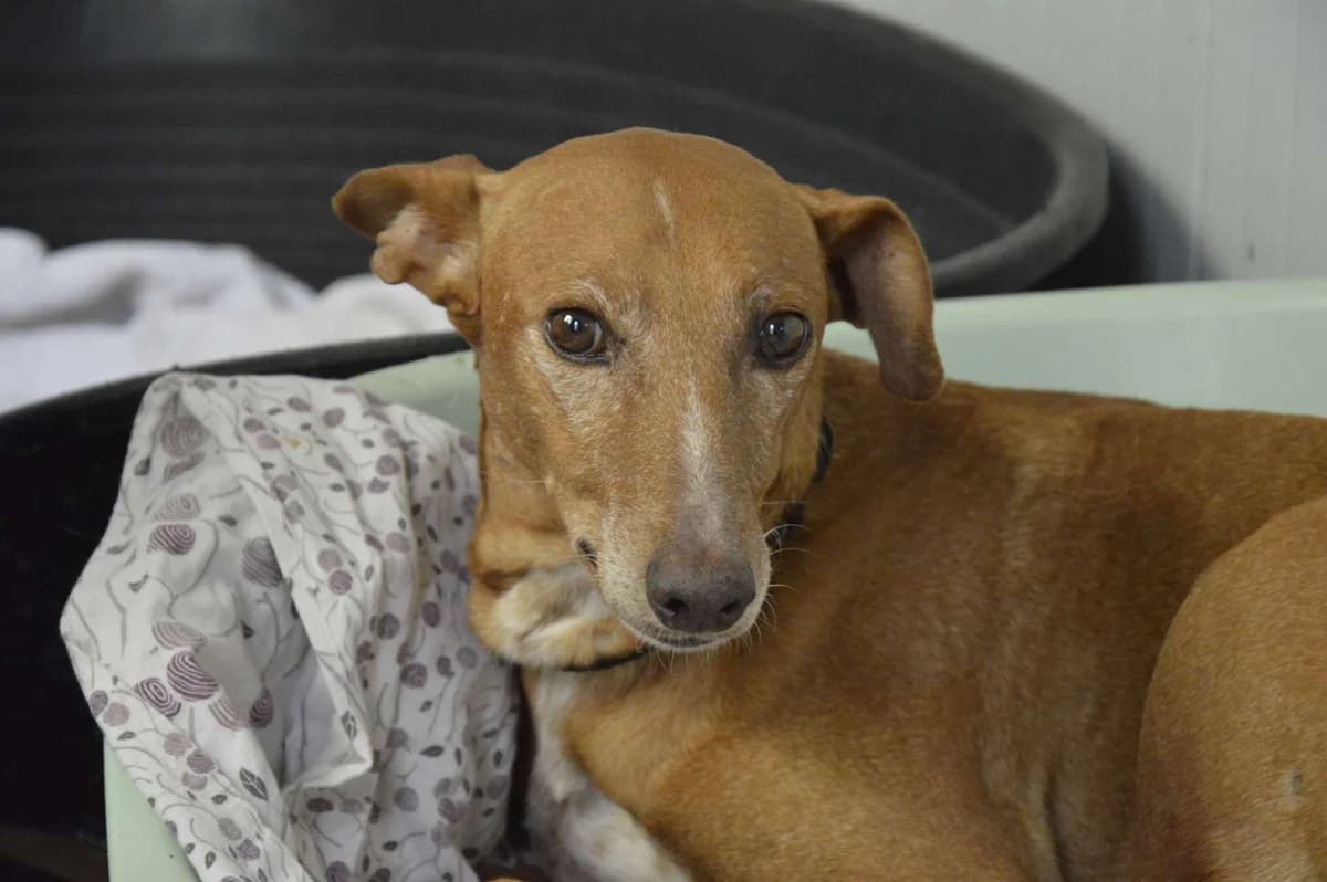 FERMIN, male 5yo Podenco for adoption at ACUNR - Animales Con Un Nuevo Rumbo