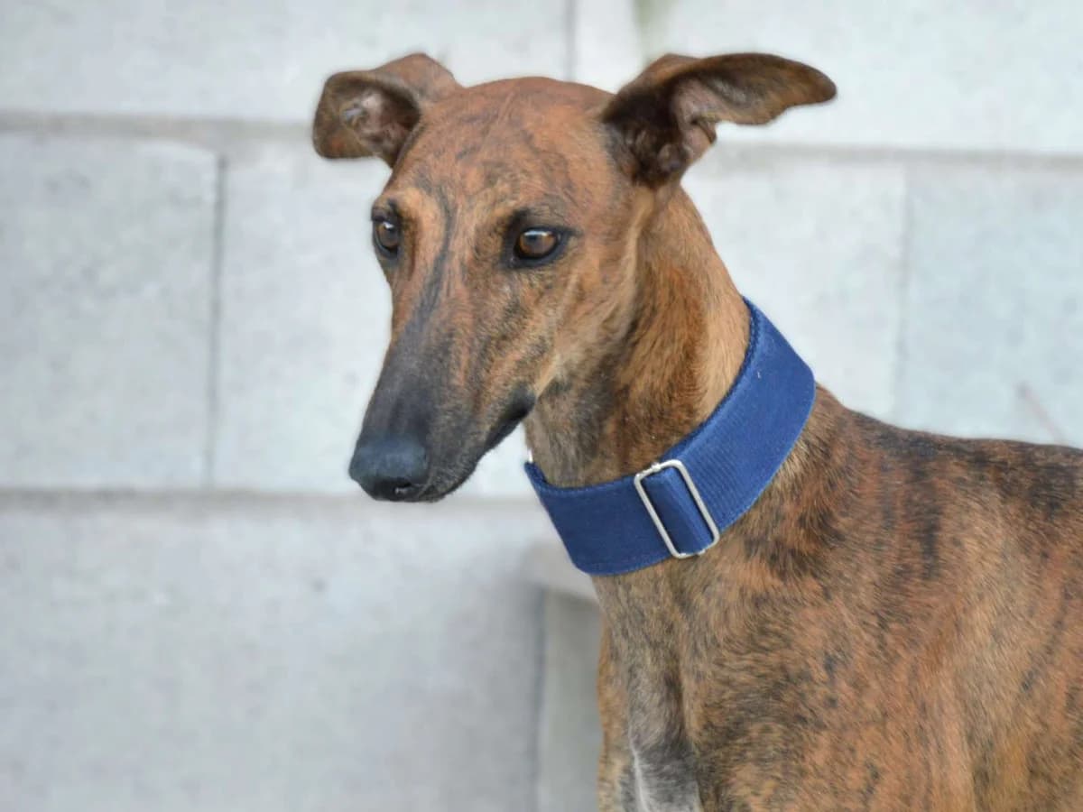 LLUNA, female young Galgo Español for adoption at ACUNR - Animales Con Un Nuevo Rumbo