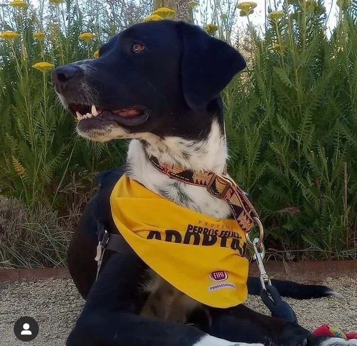 HACHE, male Mixed Breed for adoption at ACUNR - Animales Con Un Nuevo Rumbo