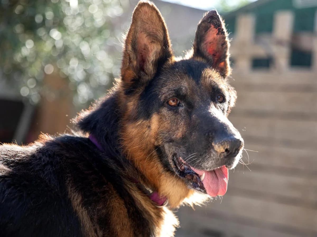 ATUS, male senior German Shepherd for adoption at ACUNR - Animales Con Un Nuevo Rumbo