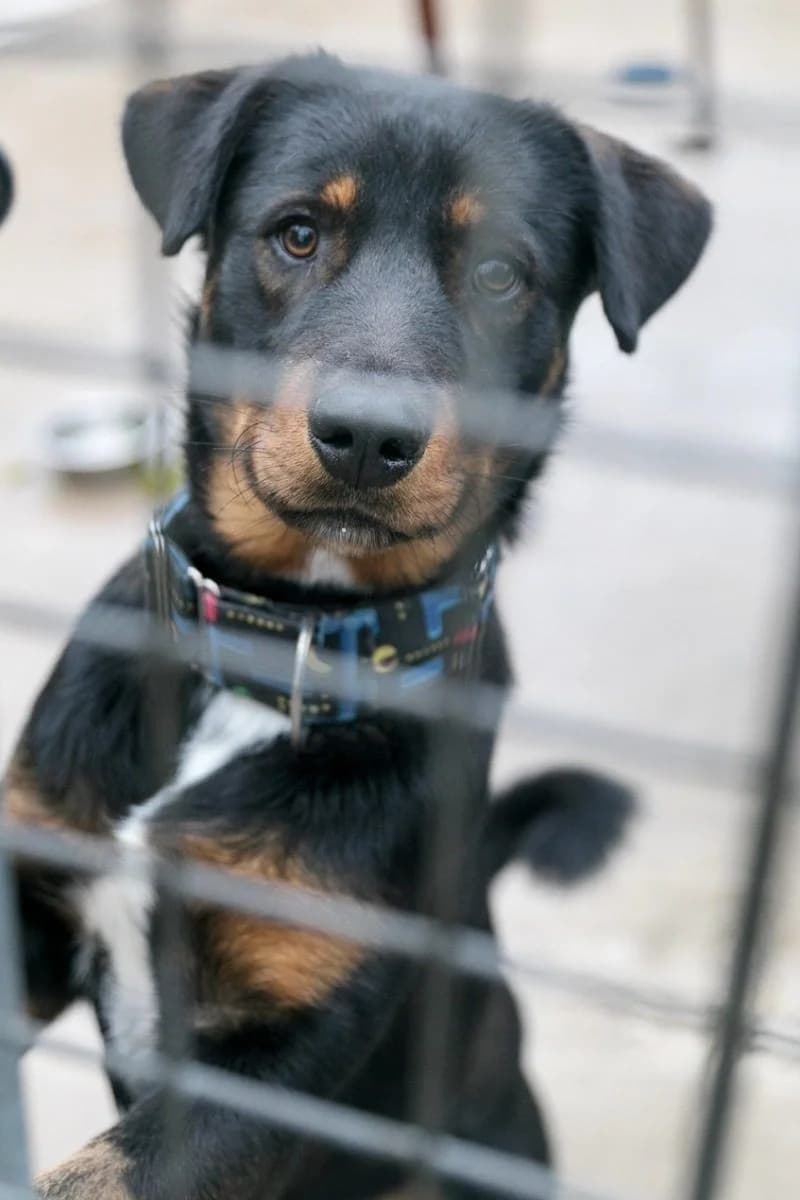 KOLDO, male senior Mixed Breed for adoption at ACUNR - Animales Con Un Nuevo Rumbo