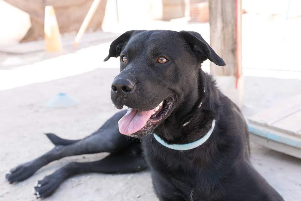 KING, male senior Mixed Breed for adoption at ACUNR - Animales Con Un Nuevo Rumbo