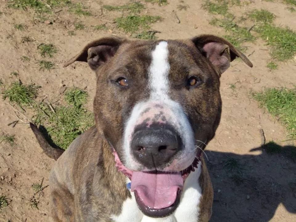GORDI, male senior Mixed Breed for adoption at ACUNR - Animales Con Un Nuevo Rumbo