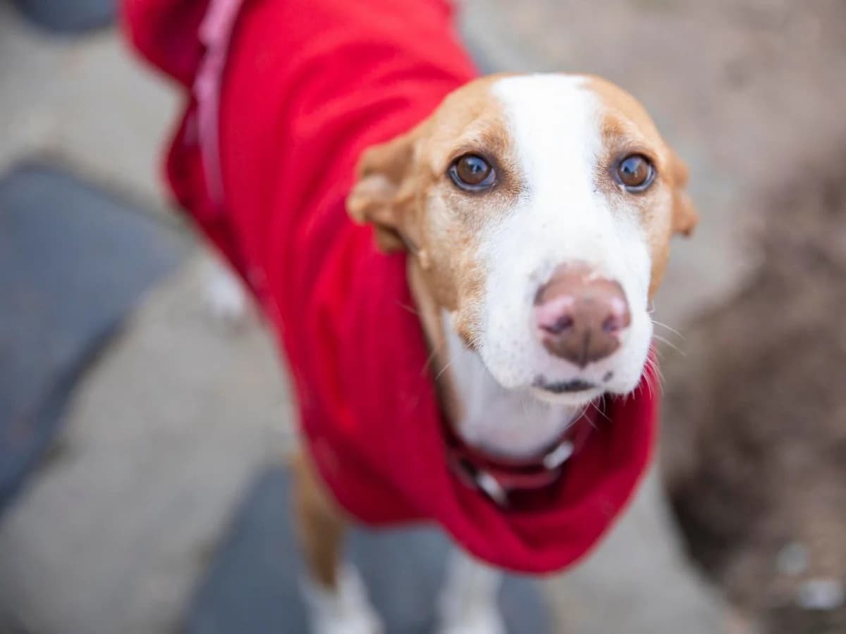 KORA, female senior Podenco for adoption at ACUNR - Animales Con Un Nuevo Rumbo