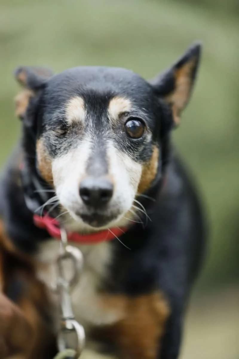 URA, female Mixed Breed for adoption at ACUNR - Animales Con Un Nuevo Rumbo