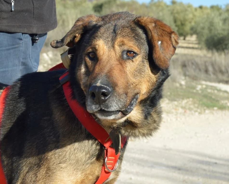 ROGER, male Mixed Breed for adoption at ACUNR - Animales Con Un Nuevo Rumbo