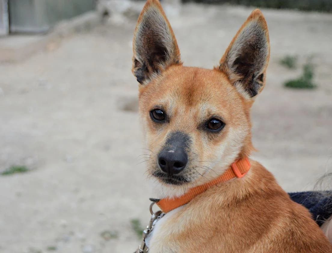 KIWI, Mixed Breed (ACUNR - Animales Con Un Nuevo Rumbo)