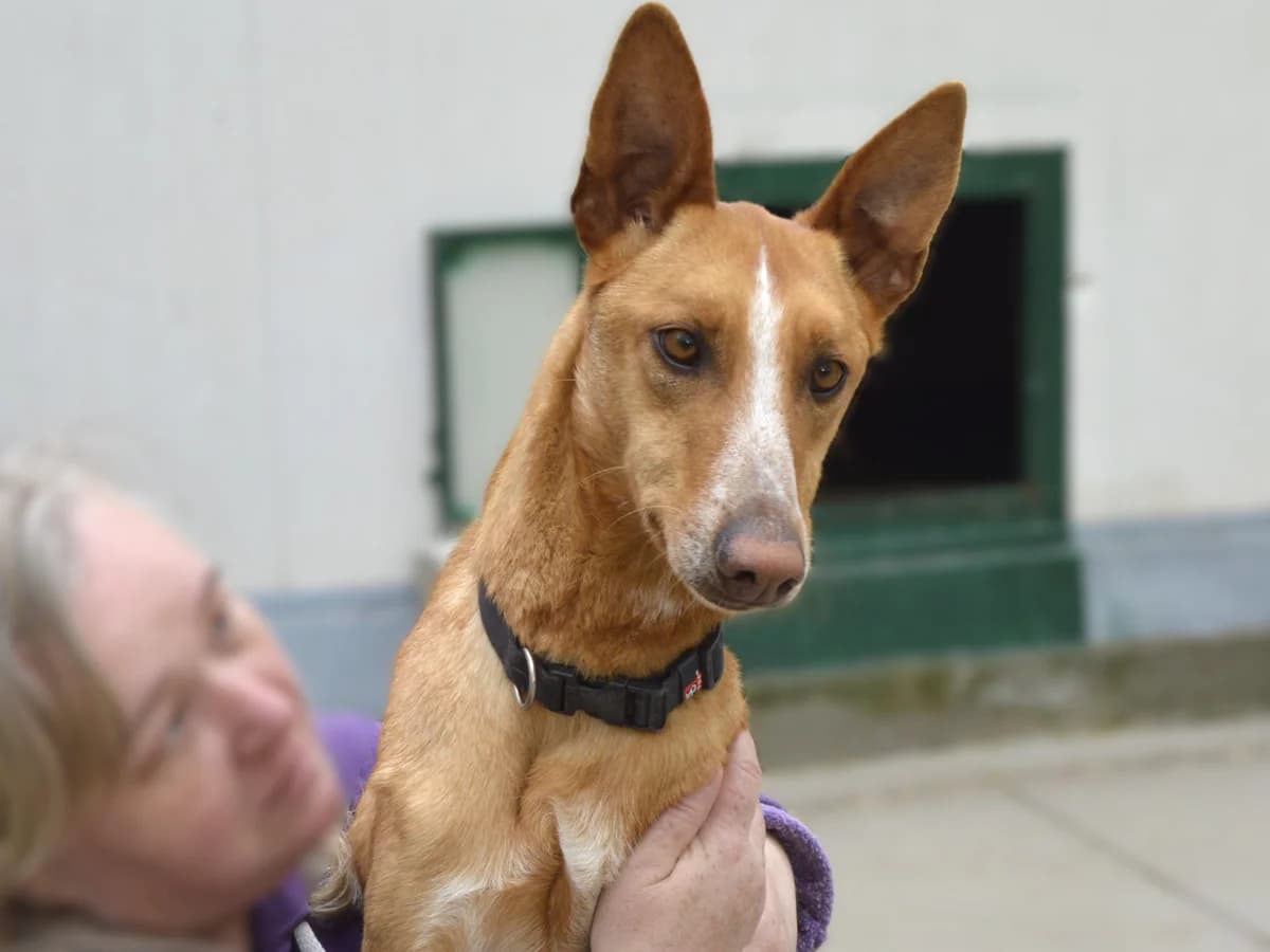 KALI, male young Podenco for adoption at ACUNR - Animales Con Un Nuevo Rumbo