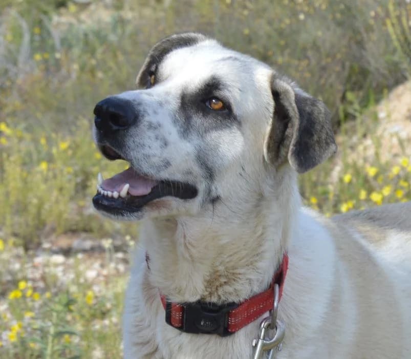 PANDA, male 4yo Spanish Mastiff for adoption at ACUNR - Animales Con Un Nuevo Rumbo
