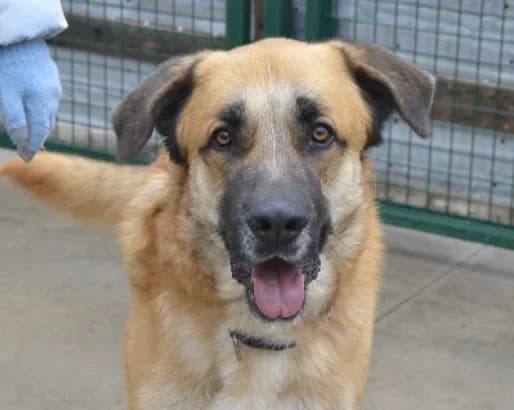 RAFAEL, male 6yo Spanish Mastiff for adoption at ACUNR - Animales Con Un Nuevo Rumbo