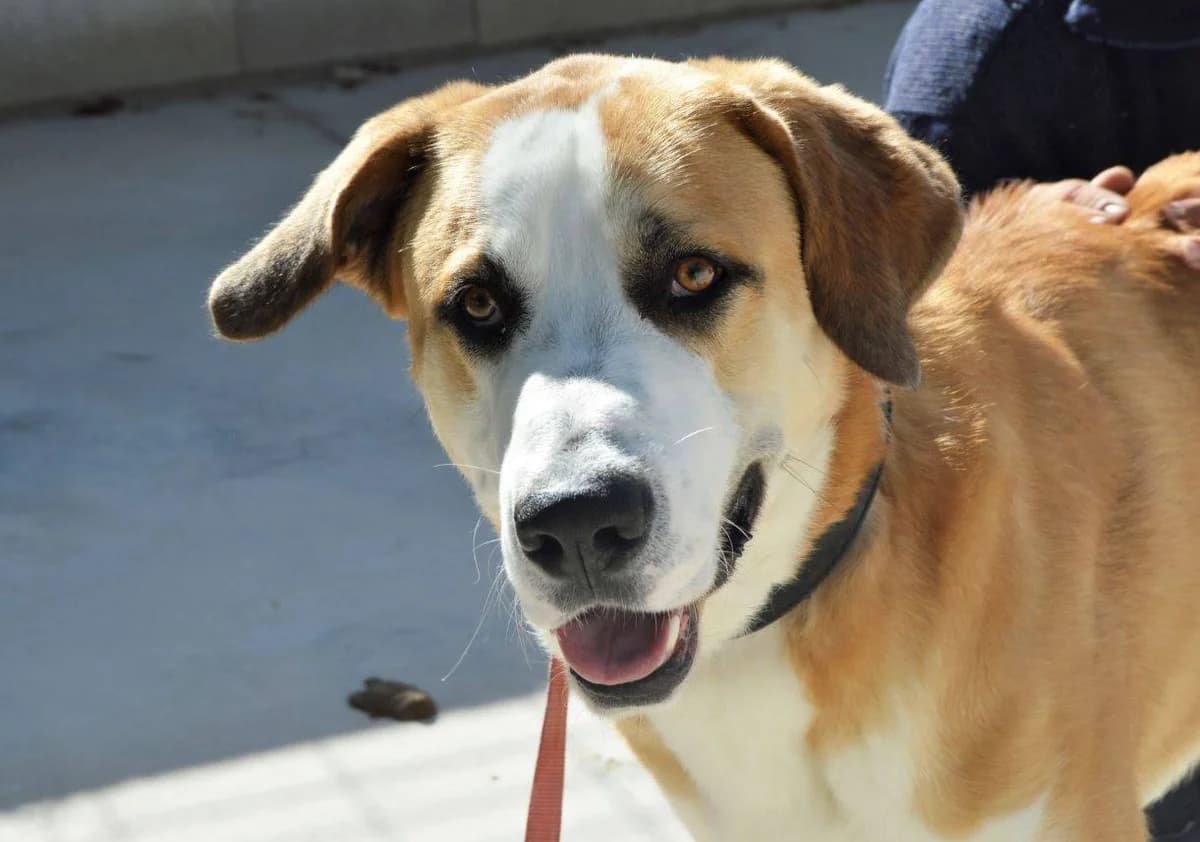 CANIJO, male young Spanish Mastiff for adoption at ACUNR - Animales Con Un Nuevo Rumbo