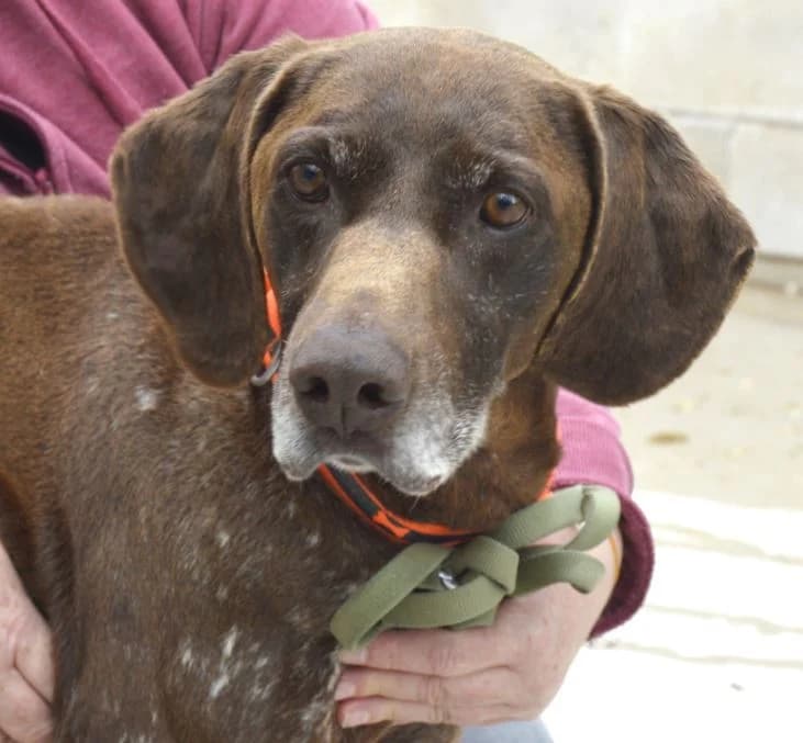 KOSKO, male 7yo Pointer for adoption at ACUNR - Animales Con Un Nuevo Rumbo