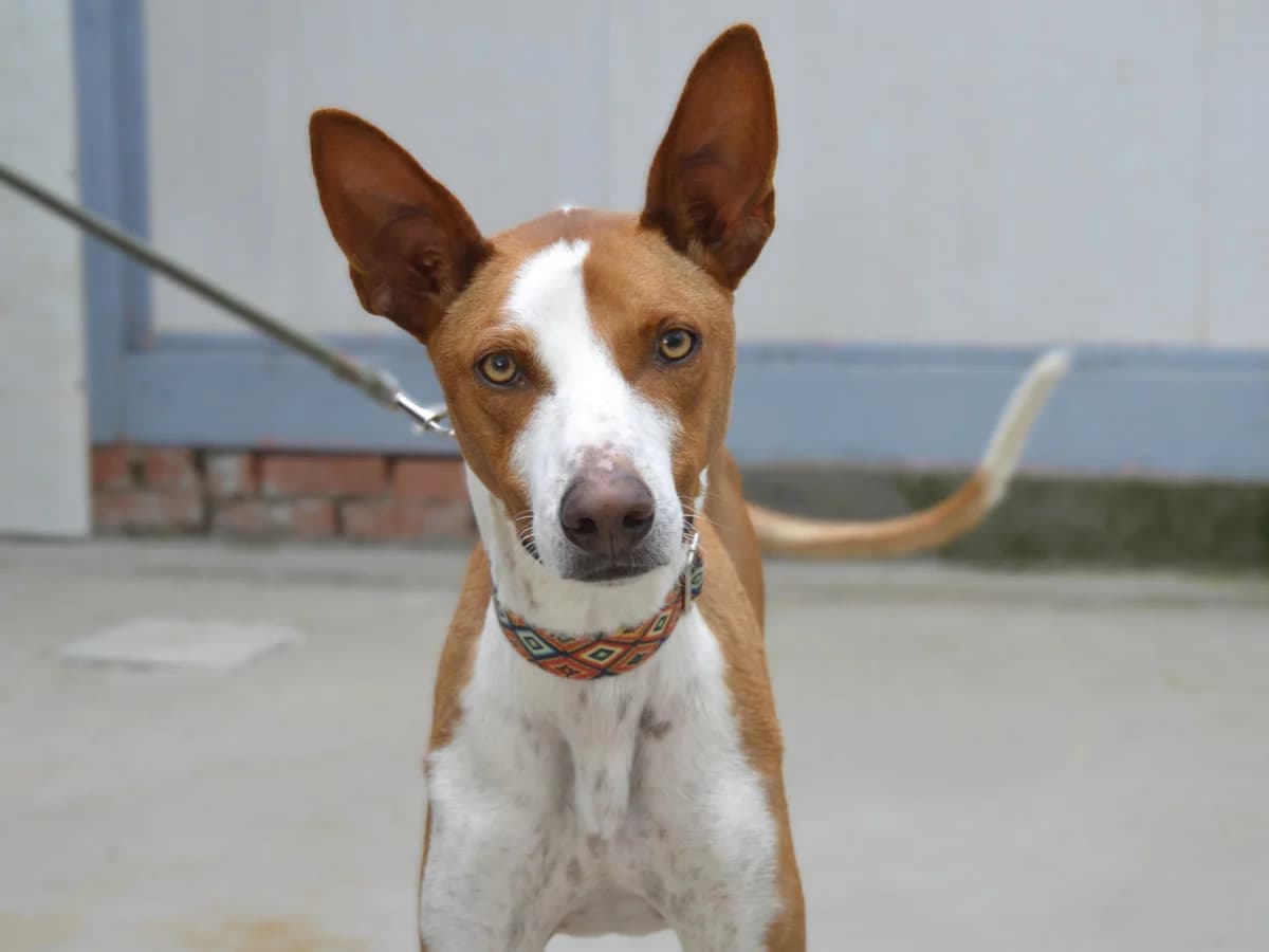 JOEY, male young Podenco for adoption at ACUNR - Animales Con Un Nuevo Rumbo