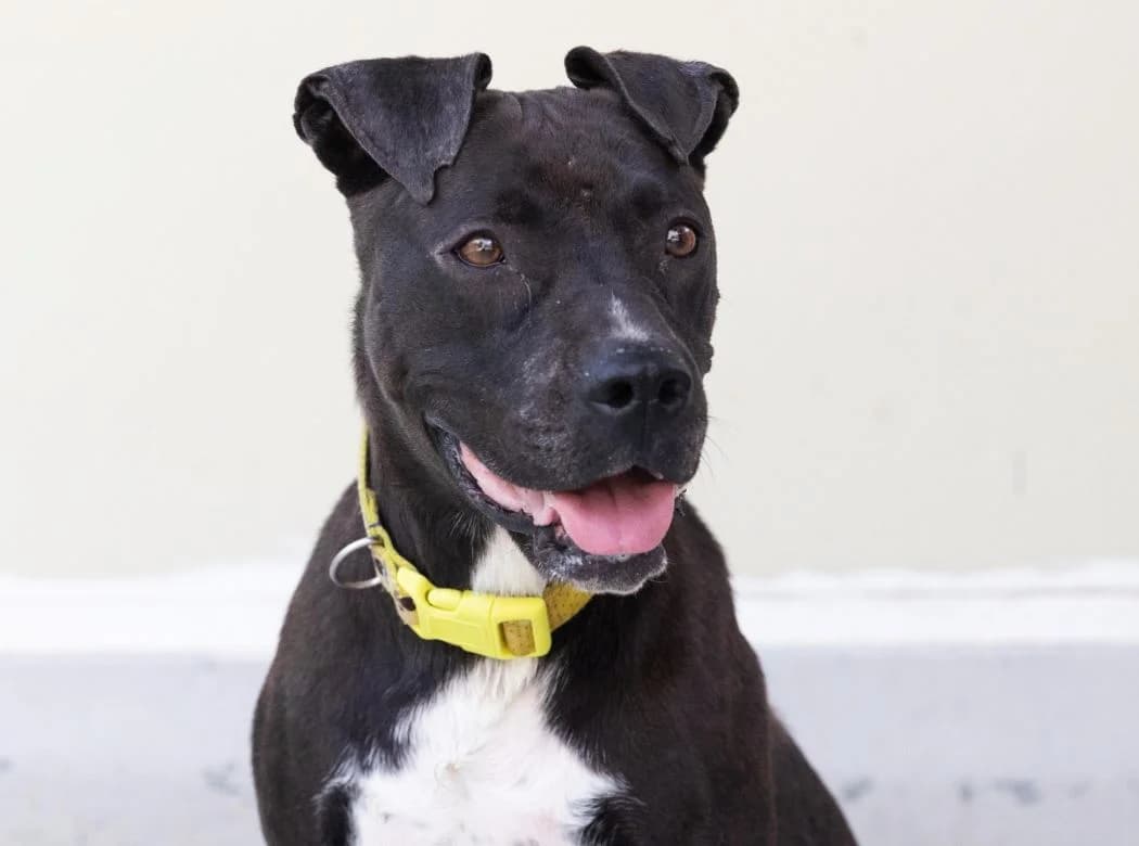 PANGA, female 7yo Pit Bull Terrier for adoption at ACUNR - Animales Con Un Nuevo Rumbo