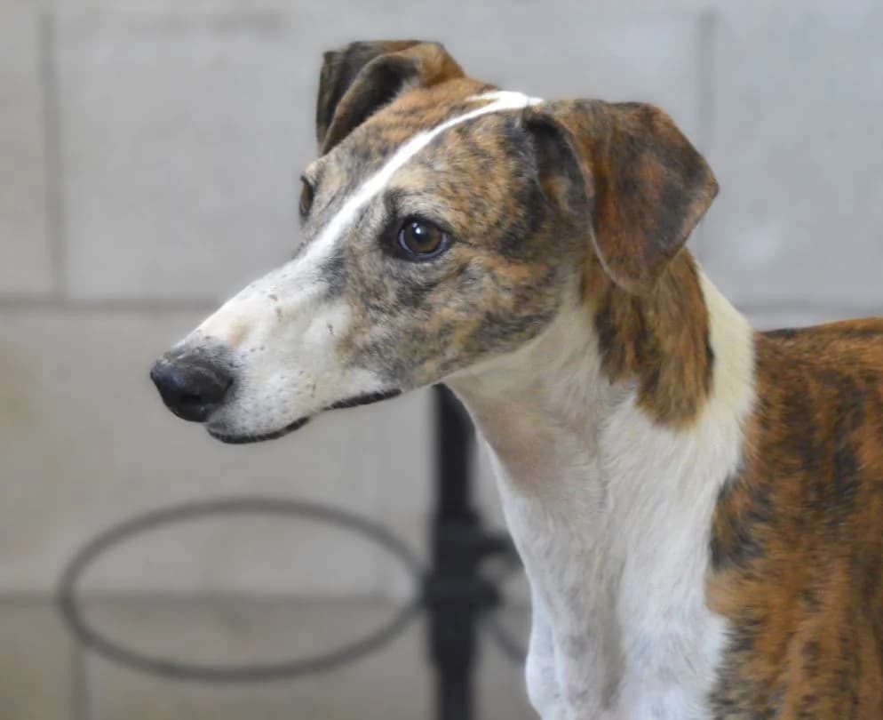 MOZZARELLA, female 5yo Galgo Español for adoption at ACUNR - Animales Con Un Nuevo Rumbo