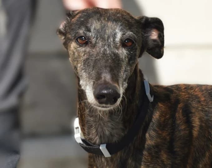 GISELA, female senior Galgo Español for adoption at ACUNR - Animales Con Un Nuevo Rumbo