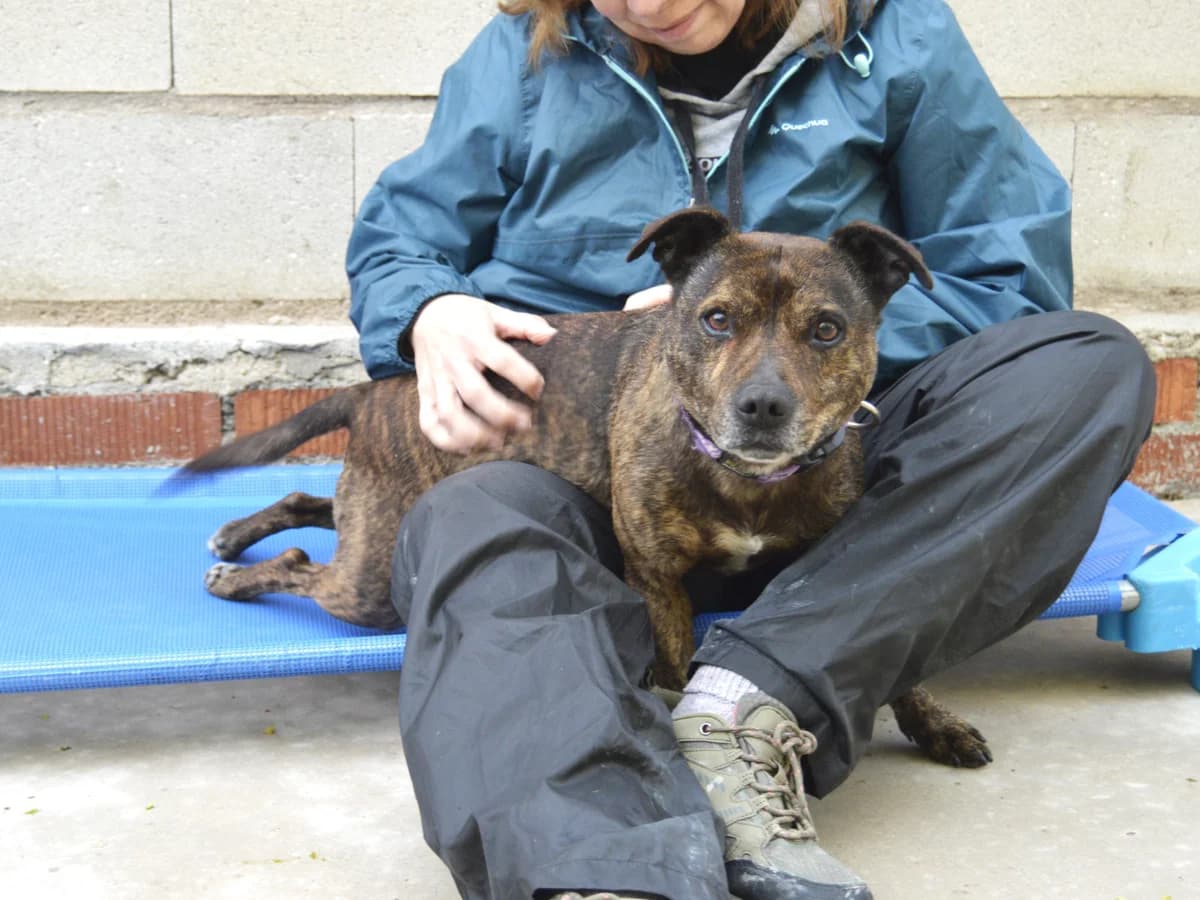 ROLO, male 6yo Staffordshire Bull Terrier for adoption at ACUNR - Animales Con Un Nuevo Rumbo