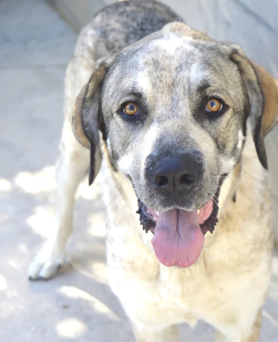 PATRICIA, female young Spanish Mastiff for adoption at ACUNR - Animales Con Un Nuevo Rumbo