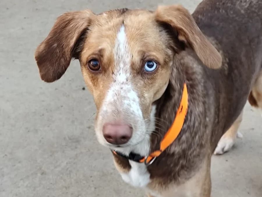 SOPA, female Mixed Breed for adoption at ACUNR - Animales Con Un Nuevo Rumbo