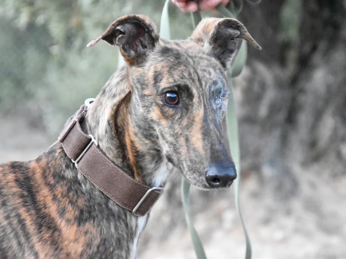 AMAPOLA, female 3yo Galgo Español for adoption at ACUNR - Animales Con Un Nuevo Rumbo