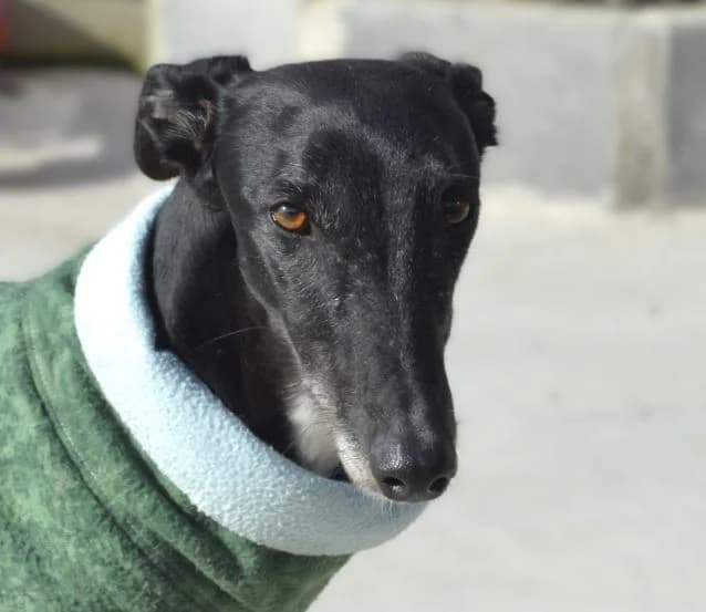 ANASTASIA, female 4yo Galgo Español for adoption at ACUNR - Animales Con Un Nuevo Rumbo