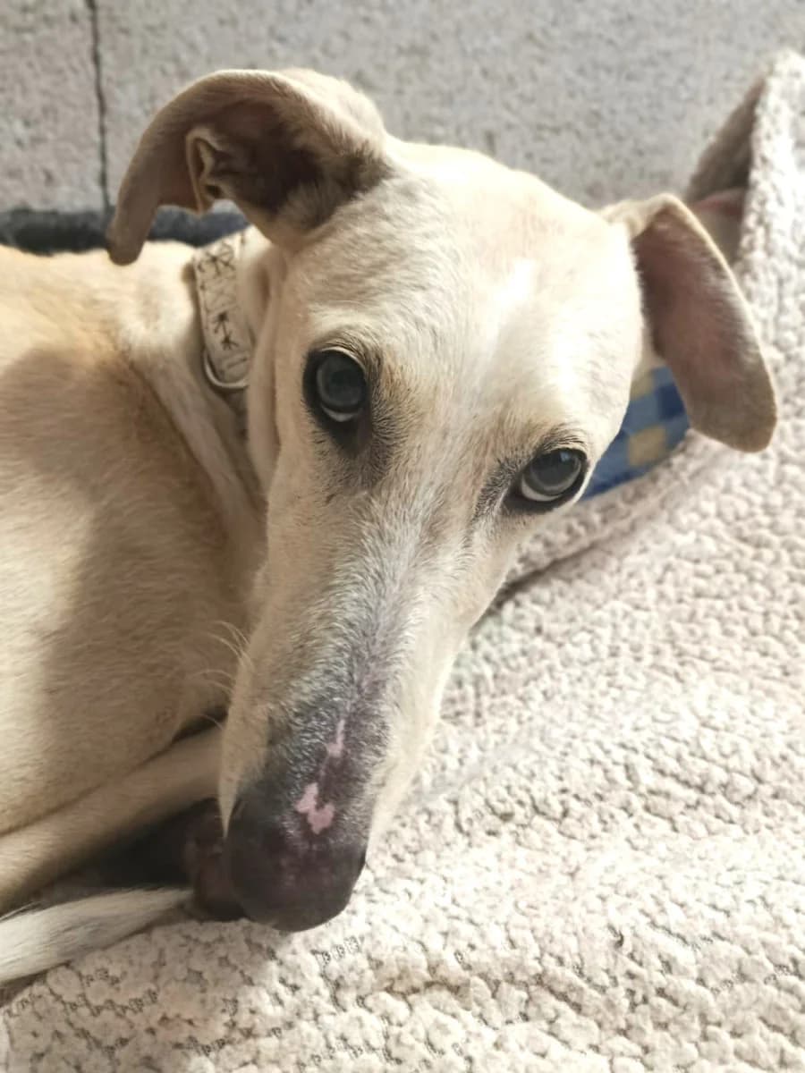 RUSKY, female young Galgo Español for adoption at ACUNR - Animales Con Un Nuevo Rumbo