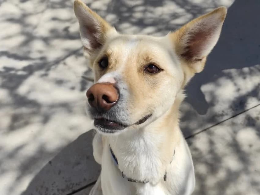 BRADLEY, male Mixed Breed for adoption at ACUNR - Animales Con Un Nuevo Rumbo