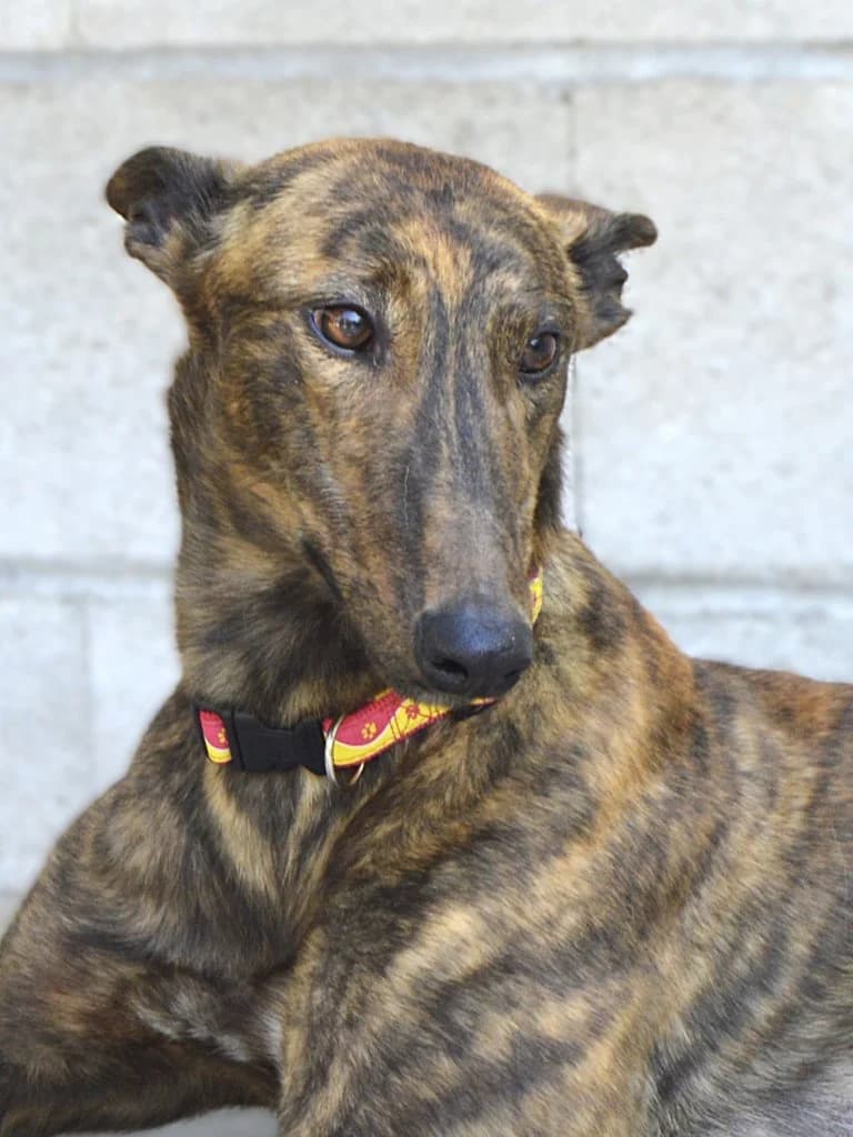 MARISOL, female Galgo Español for adoption at ACUNR - Animales Con Un Nuevo Rumbo