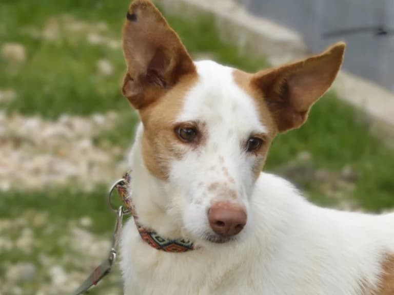 HUMO, male Podenco for adoption at ACUNR - Animales Con Un Nuevo Rumbo