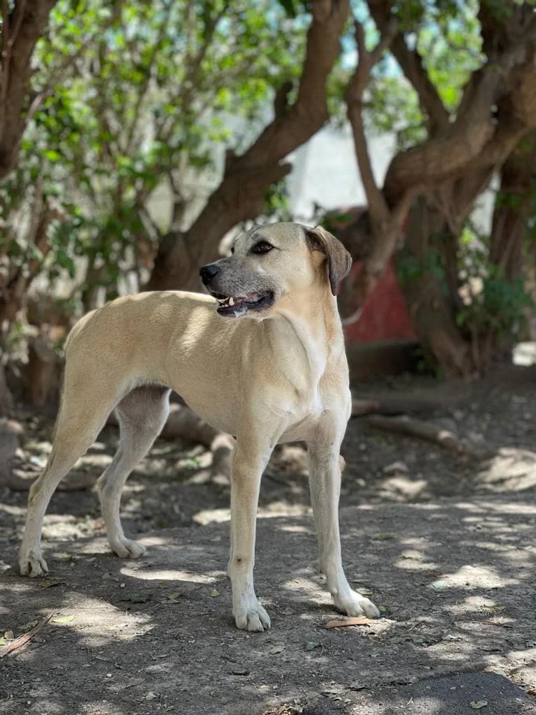 Anouk,  Mixed Breed for adoption at ADA Gran Canaria, Gran Canaria