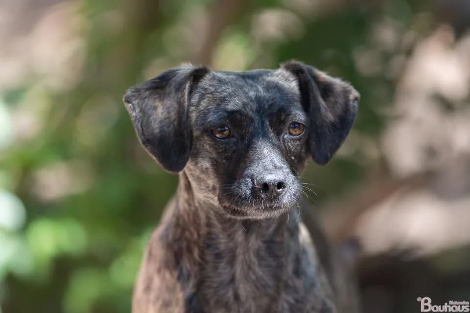Millie,  Mixed Breed for adoption at ADA Gran Canaria, Gran Canaria