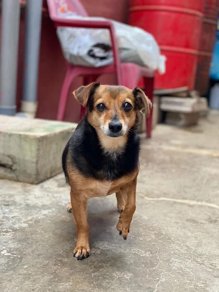 Mona,  Mixed Breed for adoption at ADA Gran Canaria, Gran Canaria