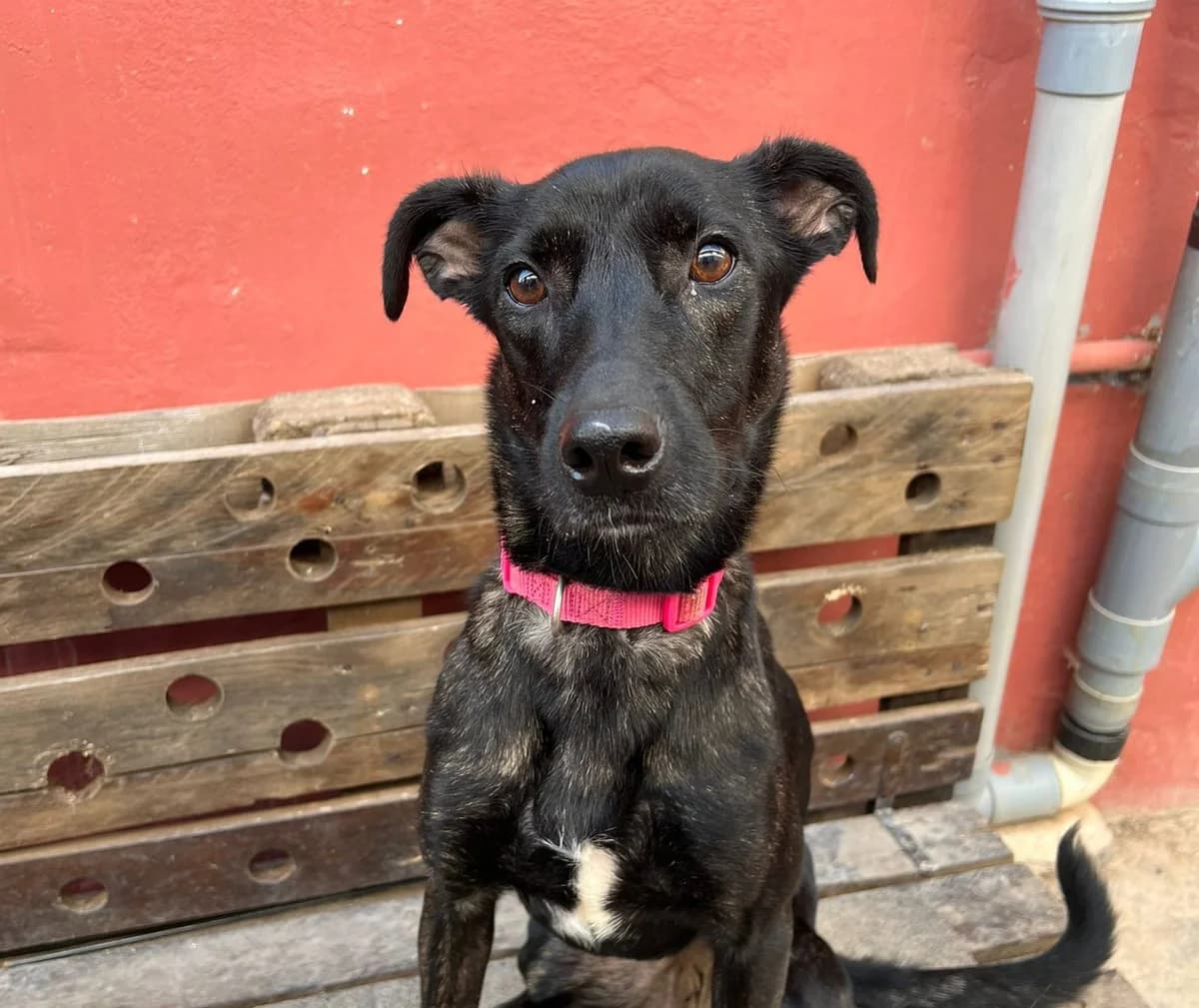 Loovi,  Mixed Breed for adoption at ADA Gran Canaria, Gran Canaria