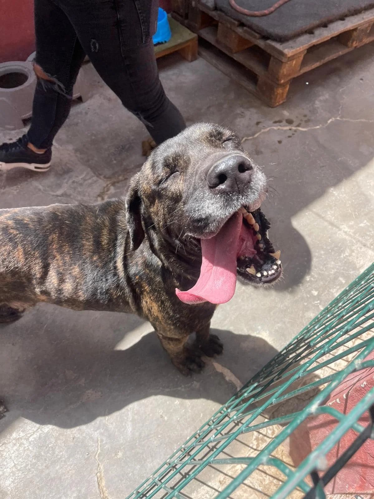 Bono,  senior Mixed Breed for adoption at ADA Gran Canaria, Gran Canaria