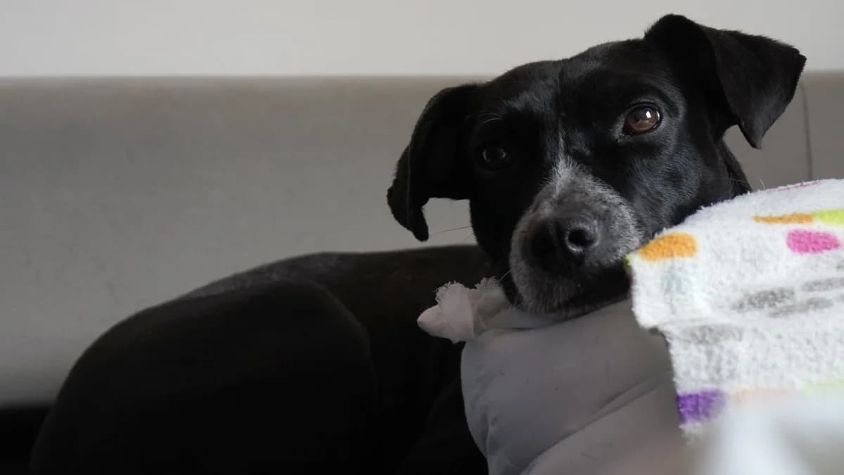 Jana,  Mixed Breed for adoption at ADA Gran Canaria, Gran Canaria