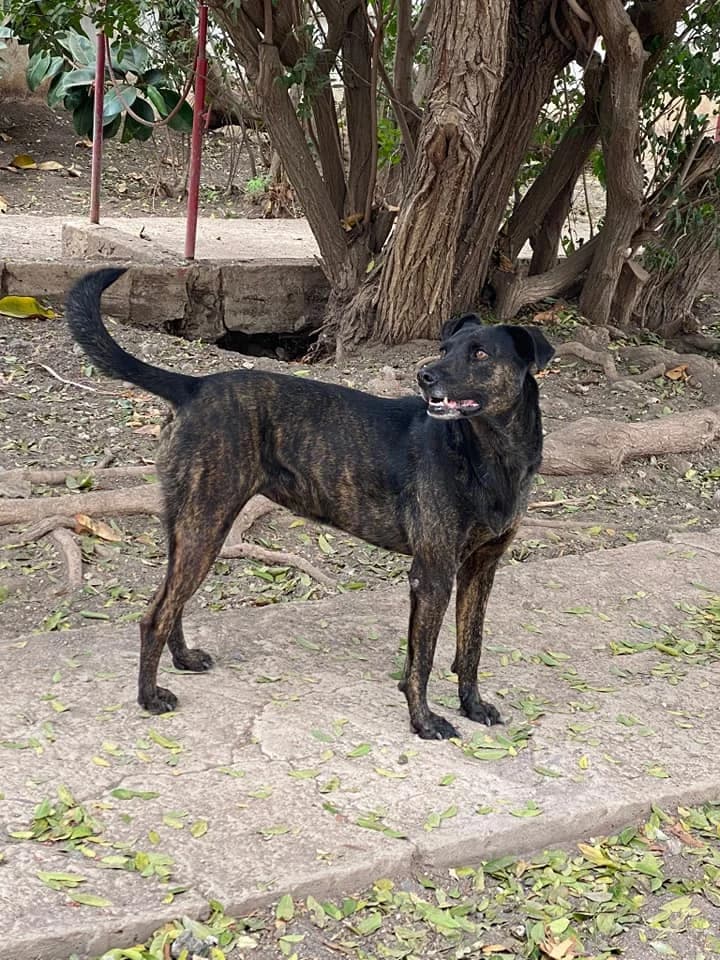 Laika, female Mixed Breed for adoption at ADA Gran Canaria, Gran Canaria