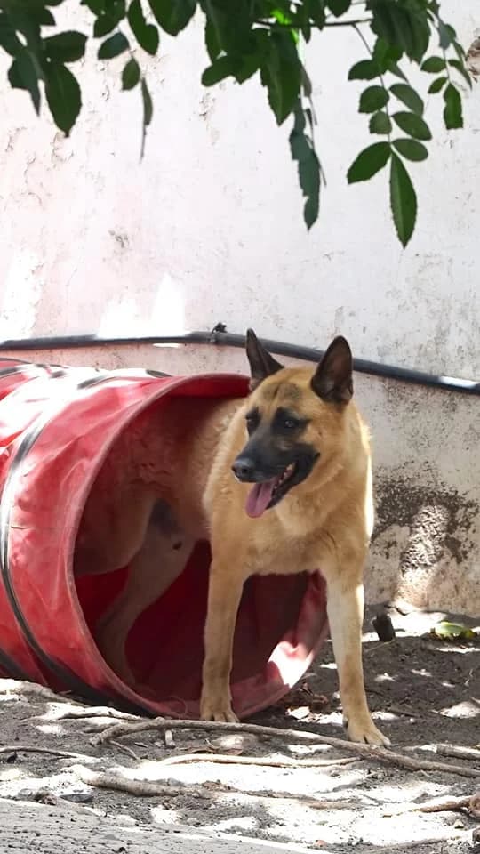 Leo, male Mixed Breed for adoption at ADA Gran Canaria, Gran Canaria