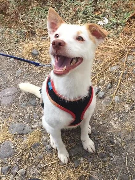 Lyronne,  Mixed Breed for adoption at ADA Gran Canaria, Gran Canaria