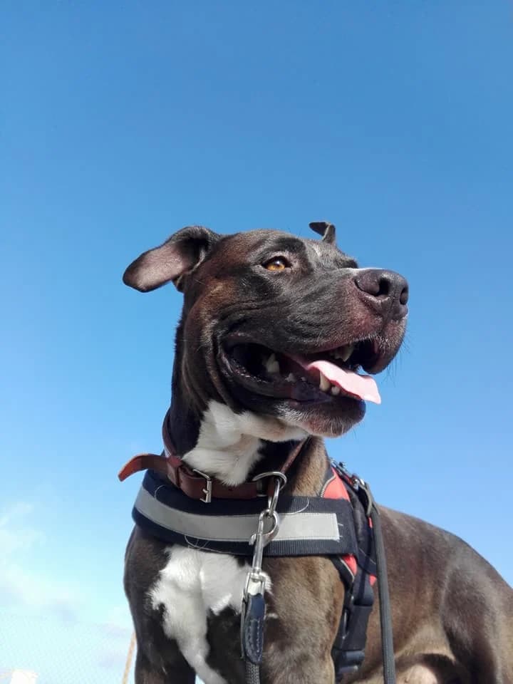 Torito,  Mixed Breed for adoption at ADA Gran Canaria, Gran Canaria